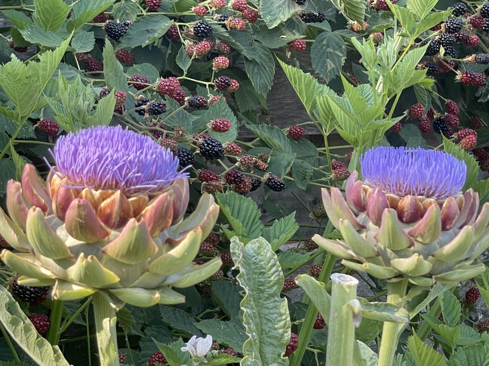 bountiful-blackberries-ripening-artichoke-flowers-blooming