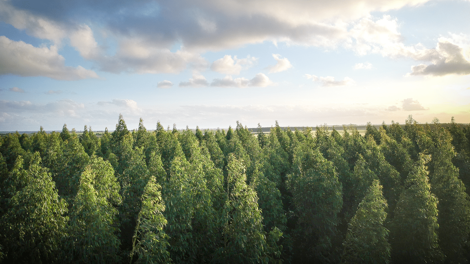 view-rising-above-trees