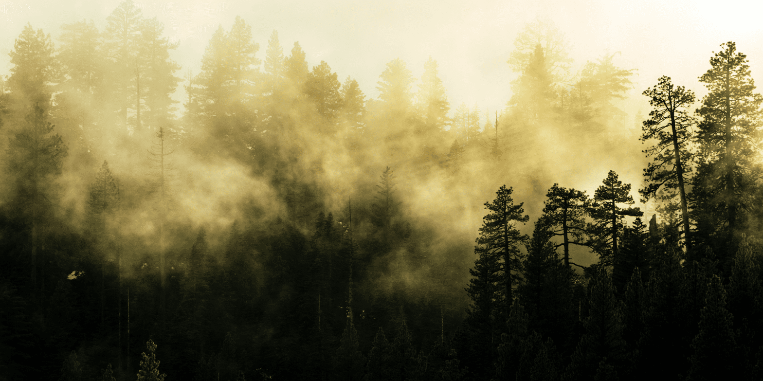 fog-yellow-light-through-forest